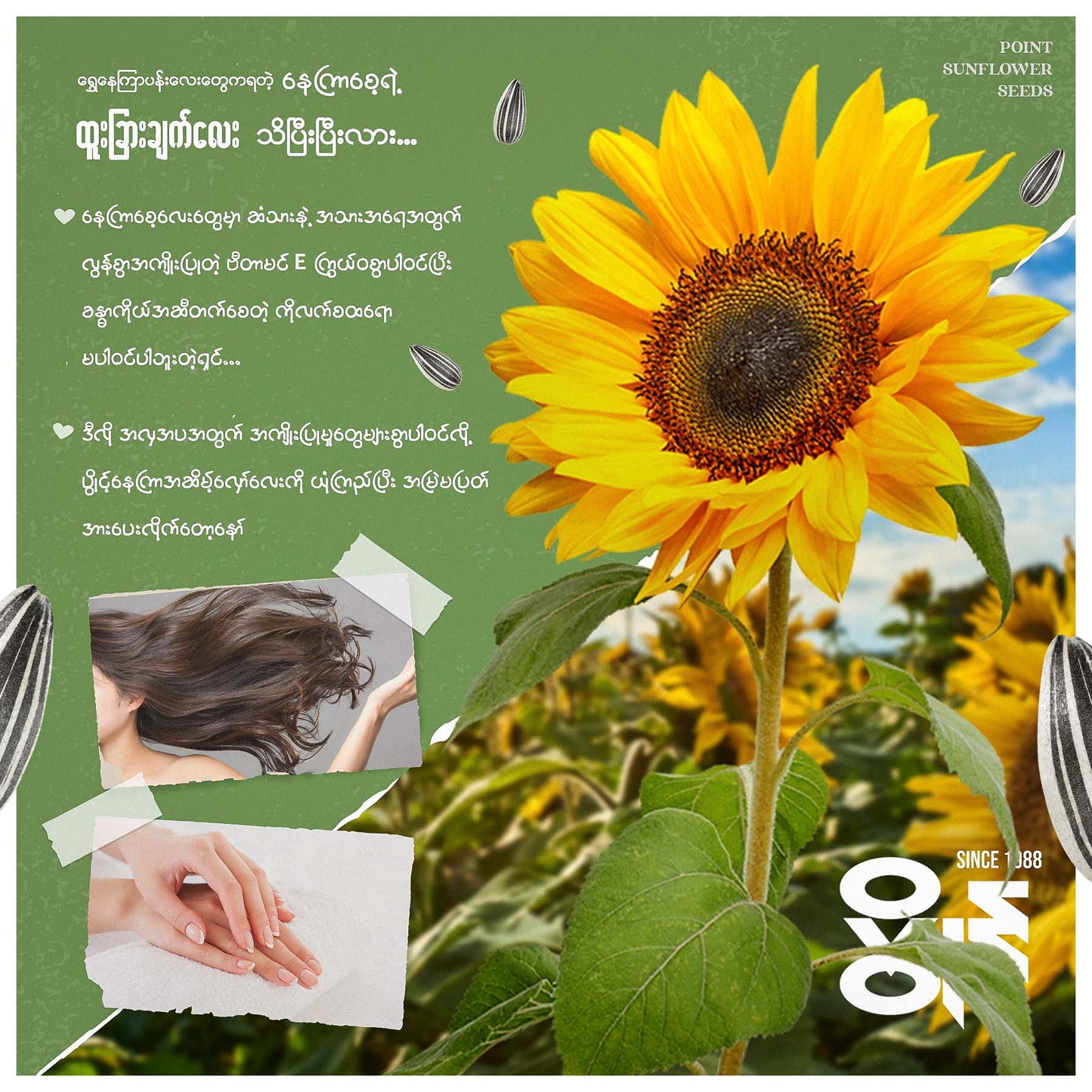 ပွိုင့် နေကြာဆိမ့်လှော် (90g)
