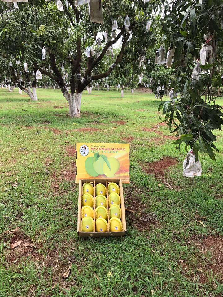 MGP ရင်ကွဲ သရက်သီးခြောက် (60g)
